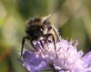 Bombus lapidarius